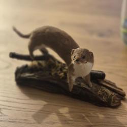 Belette naturalis&eacute;e