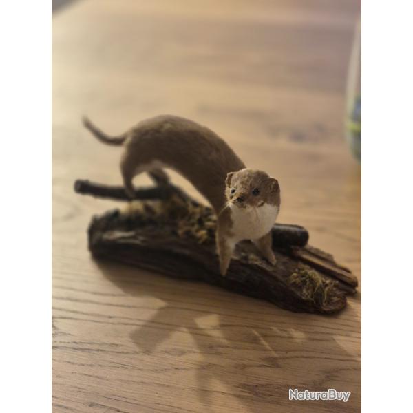 Belette naturalis�e