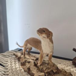 Petite belette naturalis&eacute;e