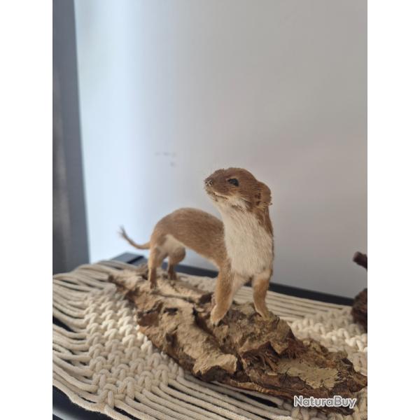 Petite belette naturalis�e