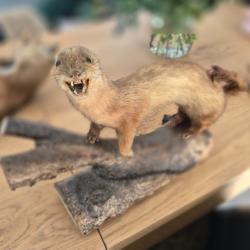 Putois naturalis&eacute;