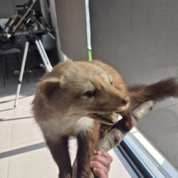 Fouine naturalis&eacute;e