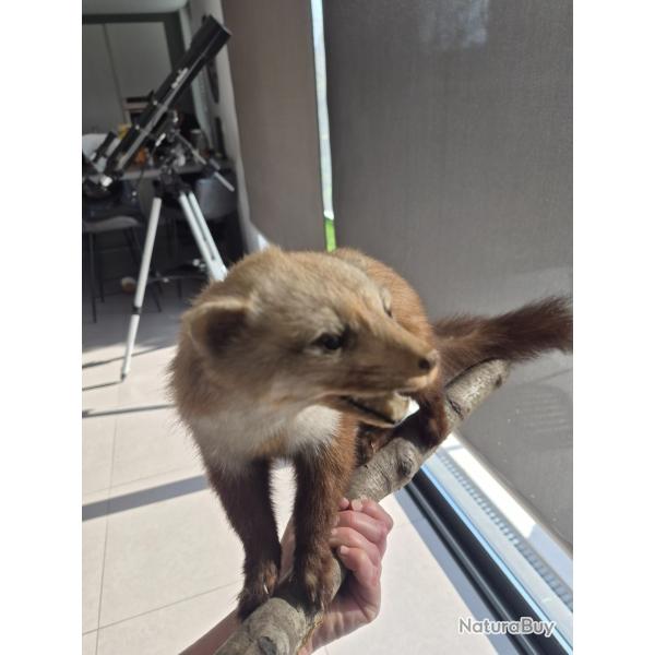 Fouine naturalis�e