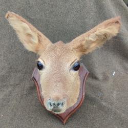 Troph&eacute;e chasse chevreuil. Biche