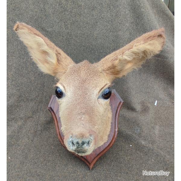 Troph�e chasse chevreuil. Biche