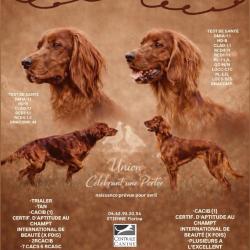 Setter irlandais naissance fin avril