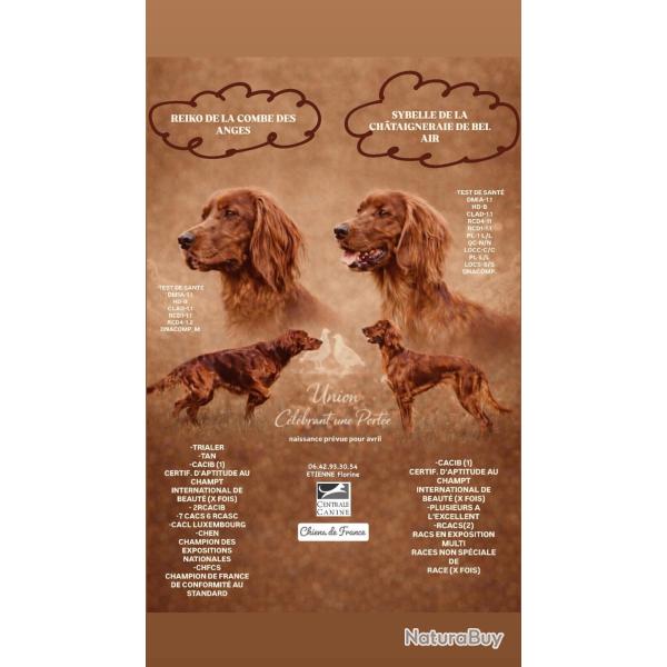 Setter irlandais naissance fin avril