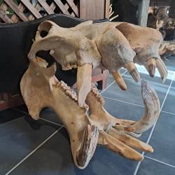 Cr&acirc;ne d'Hippopotame ; Hippopotamus amphibius