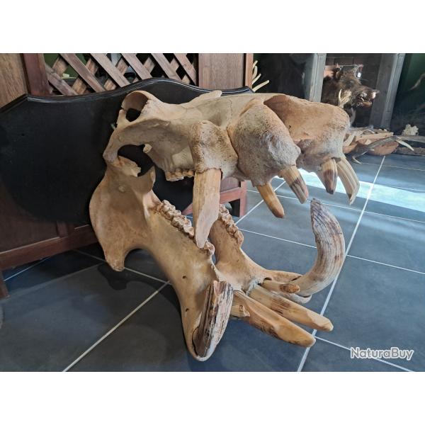 Cr�ne d'Hippopotame ; Hippopotamus amphibius