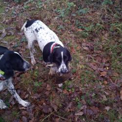 chasse &agrave; la b&eacute;casse aux chiens d'arr&ecirc;t