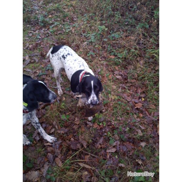 chasse � la b�casse aux chiens d'arr�t