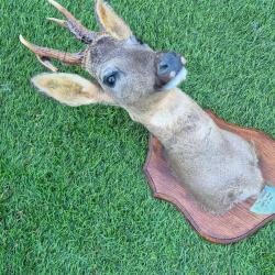 Tr&egrave;s rare et unique t&ecirc;te de Brocard - troph&eacute;e atypique