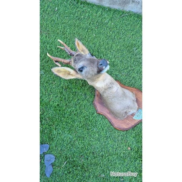 Tr�s rare et unique t�te de Brocard - troph�e atypique