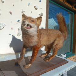 Renard roux naturalis&eacute; sur socle - taxidermie vintage d&eacute;co
