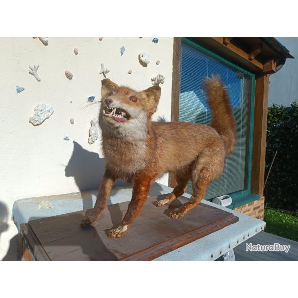 Renard roux naturalis� sur socle - taxidermie vintage d�co