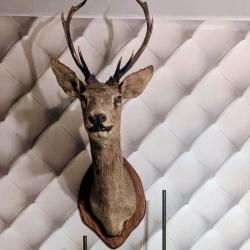 T&ecirc;te de cerf murale ancienne - troph&eacute;e de chasse vintage