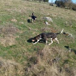 Chiens li&egrave;vre