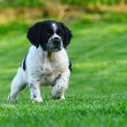 Chiots &eacute;pagneul breton LOF