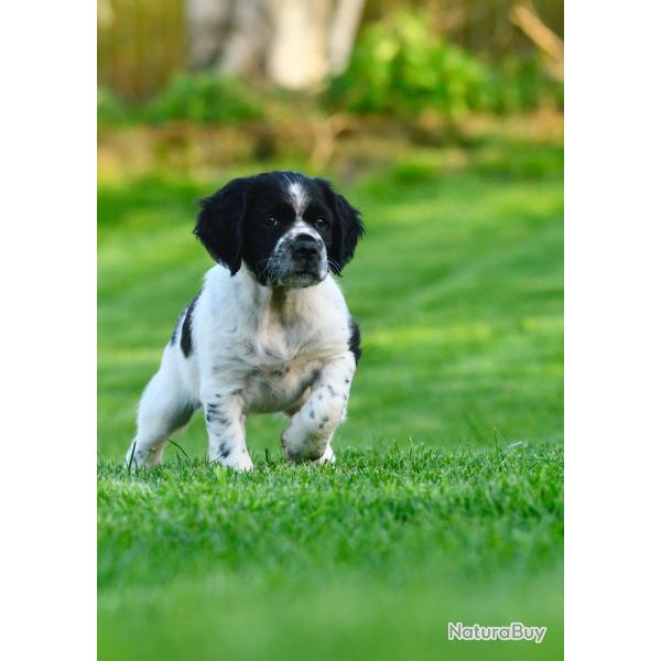 Chiots �pagneul breton LOF