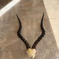 Divers Massacres Africains