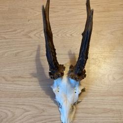 Cr&acirc;ne chevreuil