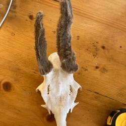 Cr&acirc;ne chevreuil en velours