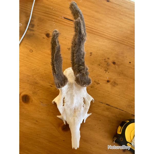 Cr�ne chevreuil en velours