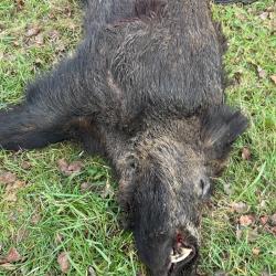 Actions aux sangliers