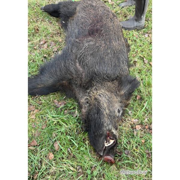 Actions aux sangliers