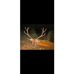 Chasse &agrave; l'approche dans les Pyr&eacute;n&eacute;es