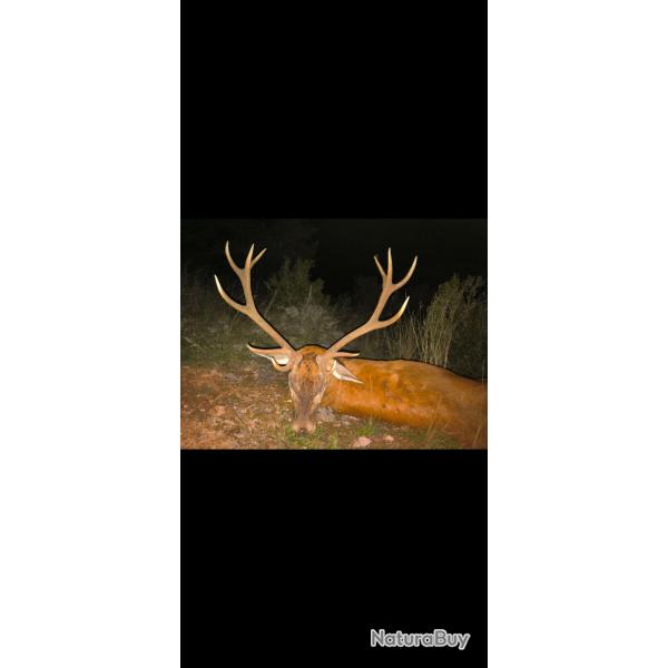 Chasse � l'approche dans les Pyr�n�es