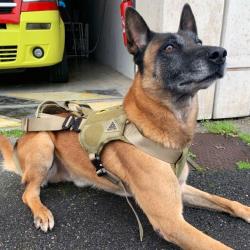 DIMATEX Harnais Treuillable Salvatex Coyote