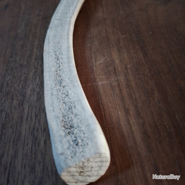 Bois de Cerf coup� L (environ 15 cm)