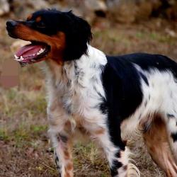 Epagneul breton lof pour saillie