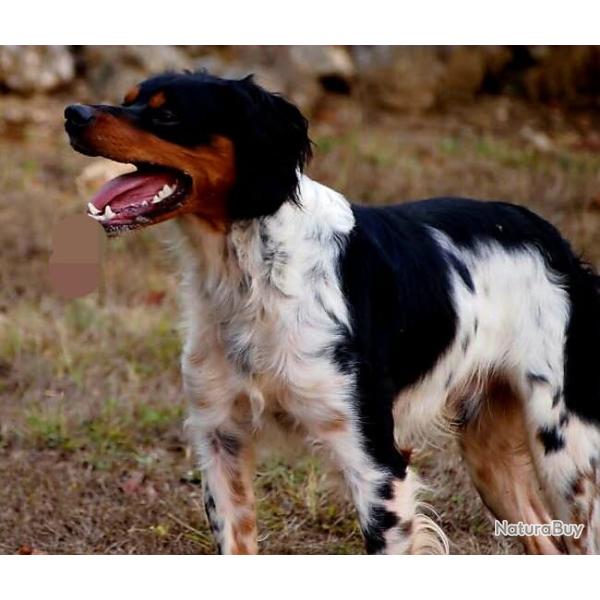 Epagneul breton lof pour saillie