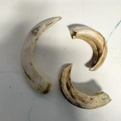 Gr&egrave;s sanglier