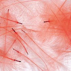 Cul de canard PETITJEAN 1gr n&deg;15 rouge