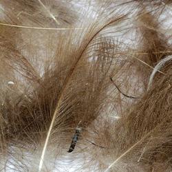 Cul de canard PETITJEAN 1gr n&deg;7 beige