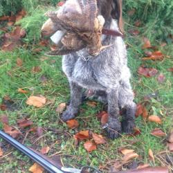 CHIOTS BARBU TCHEQUE PERE DYA  TAN CACIB CACS BOB origine travail depuis 2003  MERE IMPORTE CZ