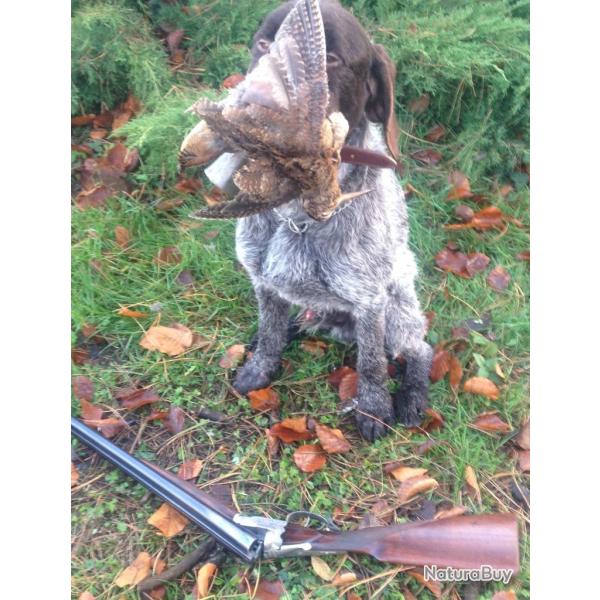 CHIOTS BARBU TCHEQUE PERE DYA  TAN CACIB CACS BOB origine travail depuis 2003  MERE IMPORTE CZ