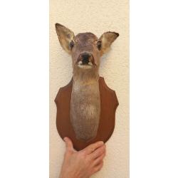 Troph&eacute;e t&ecirc;te de biche