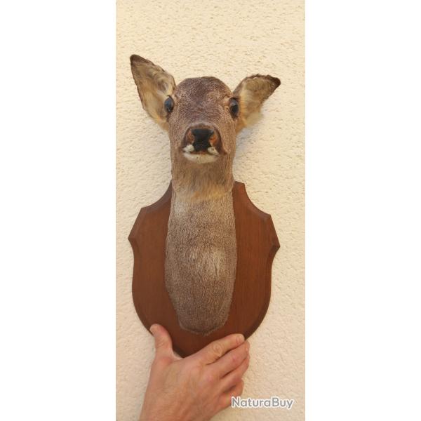 Troph�e t�te de biche