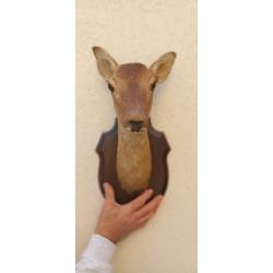 T&ecirc;te de biche naturalis&eacute;e