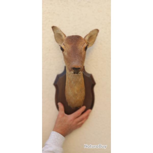 T�te de biche naturalis�e