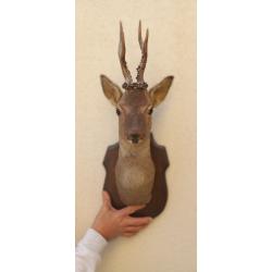 Troph&eacute;e de chasse t&ecirc;te de chevreuil