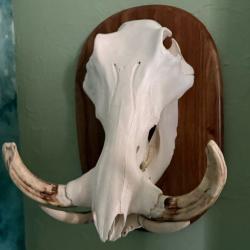 Trophee warthog