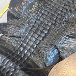 Peau naturelle aligator