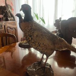 Faisan naturalis&eacute;  petit socle