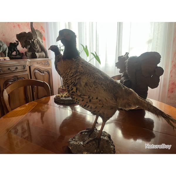 Faisan naturalis�  petit socle