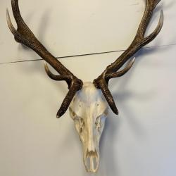 Troph&eacute;e Cerf Bizarde